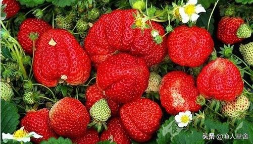 大连有哪些本地人知道的特产,大连特色农产品介绍