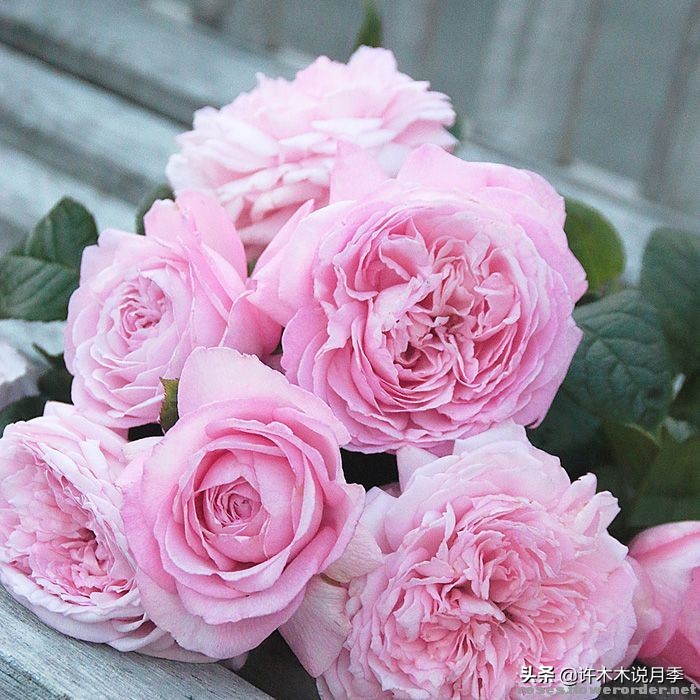 月季老桩如果没有生根粉怎么办,月季老桩生根了是不是就完全活了