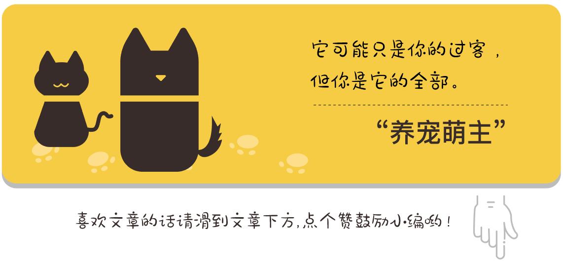 自己在家治疗狗狗细小病毒,小狗得细小多少钱医治