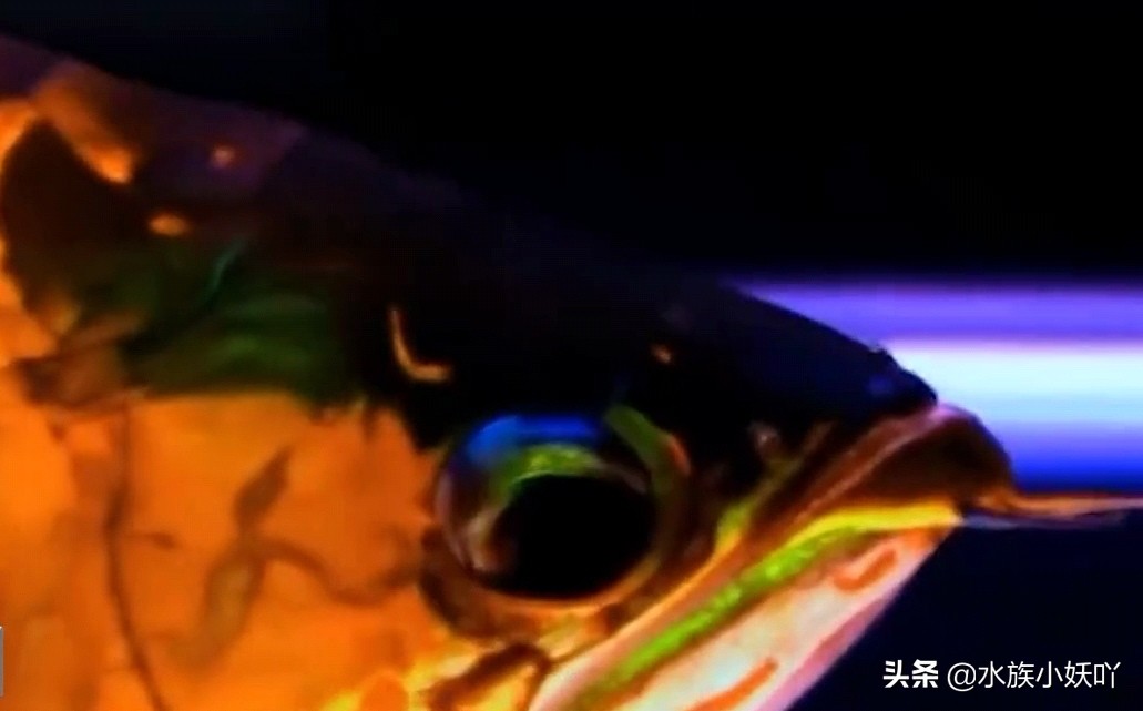 龙鱼价值298万,价值超过100万的龙鱼