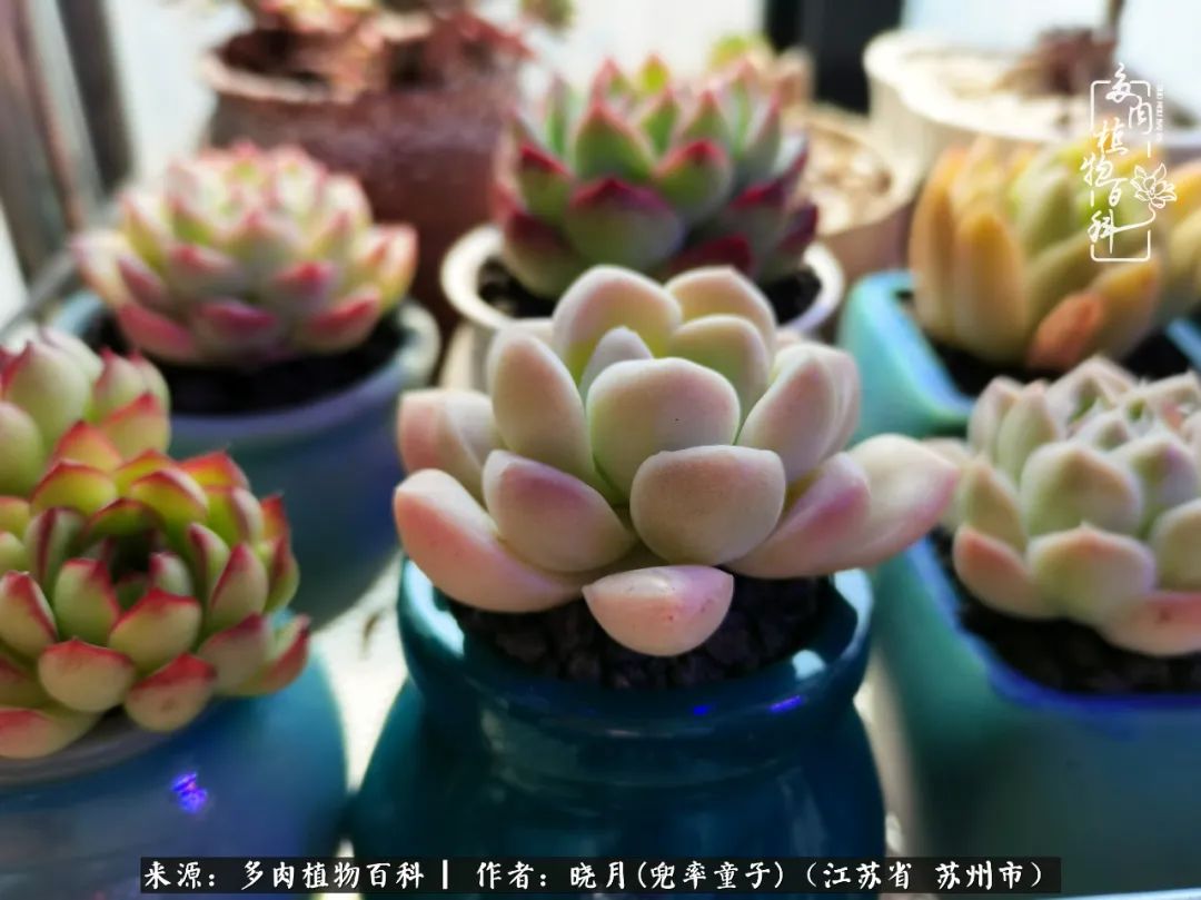 六年时间环游22个国家，却被多肉小萌物征服