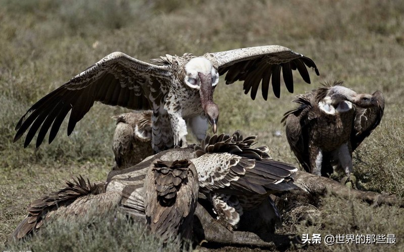 非洲这种犬科动物，一生只娶一个老婆，日常就是跟秃鹫火拼