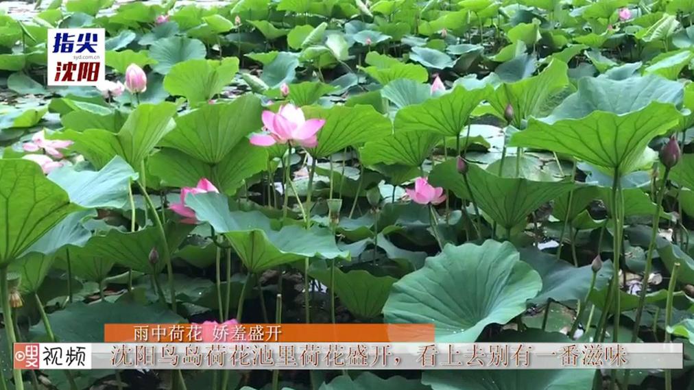 沈阳荷花游玩时间,现在沈阳哪个公园荷花开放