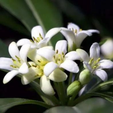 全部金木水火土五行五系植物介绍,五种植物代表五行