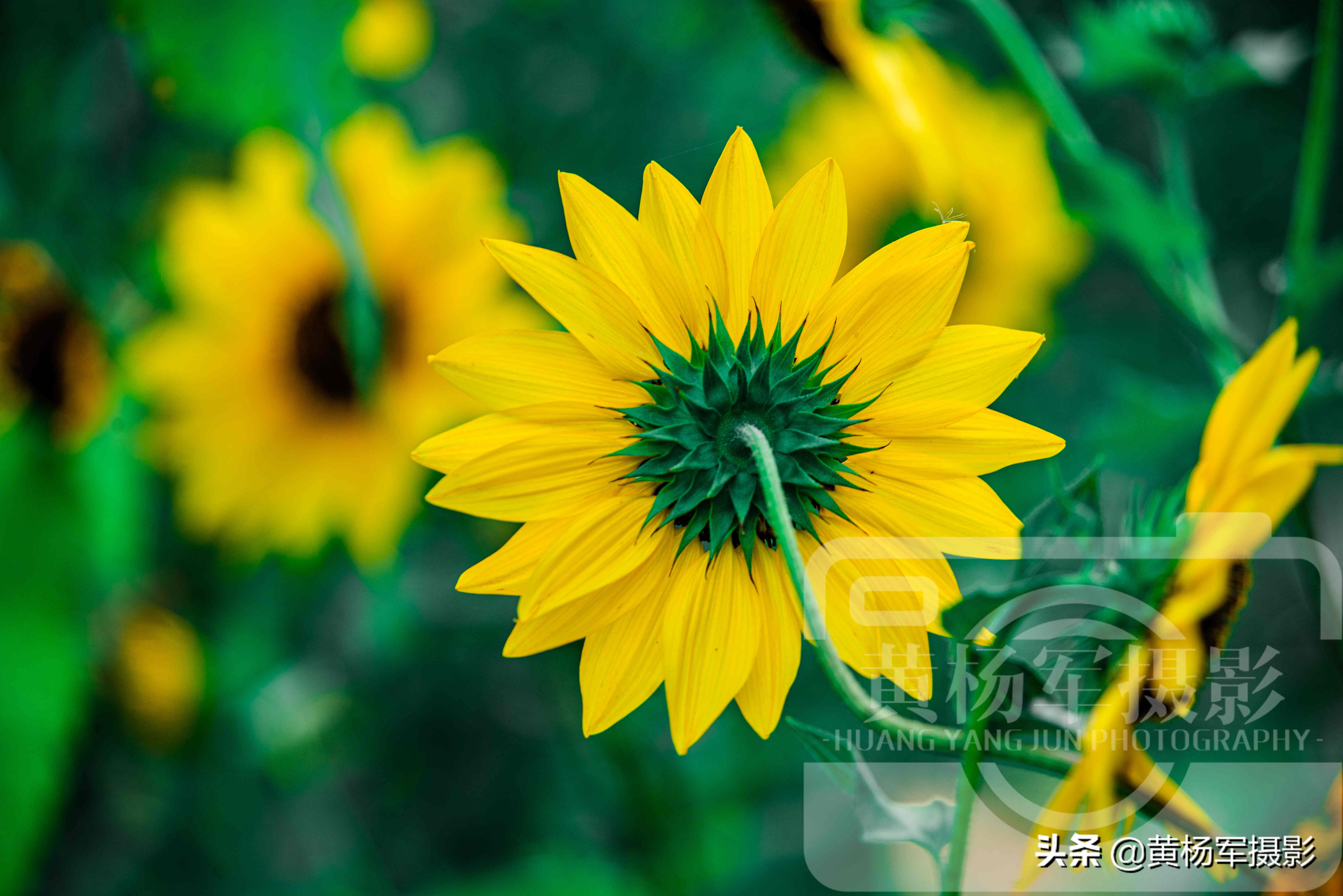 绿叶中美丽绽放的黑心金光菊花，娇美迷人的花朵很漂亮