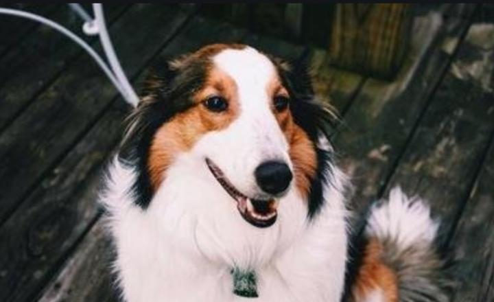 狗吐黄色粘液怎么办,狗嘴流粘液用什么药