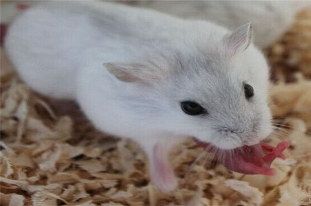 怎么防止仓鼠吃鼠宝宝,公仓鼠把母鼠宝宝吃了怎么办