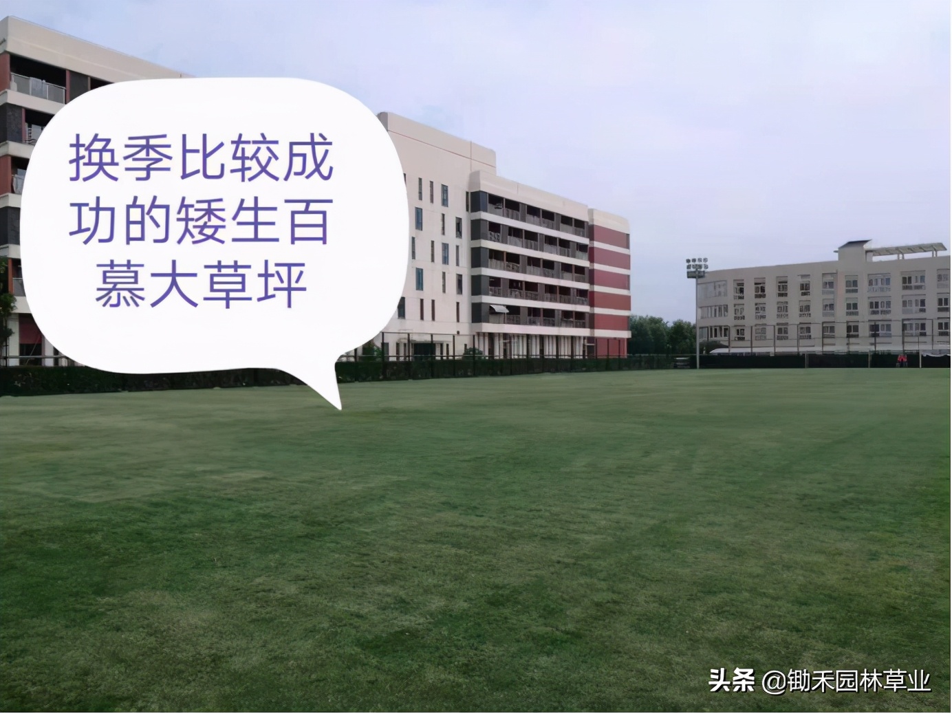 果岭草草坪介绍,果岭草的由来