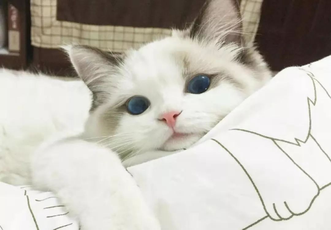 教猫咪上厕所大小便其实很简单,猫咪随地大小便什么意思