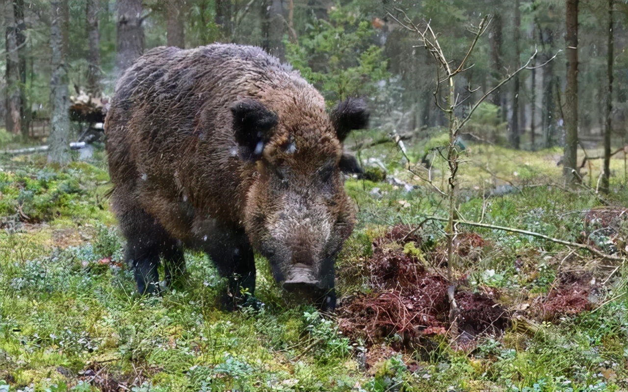 野猪泛滥成灾掀起“杀猪潮”，为何捕杀的野猪不能吃？3个原因
