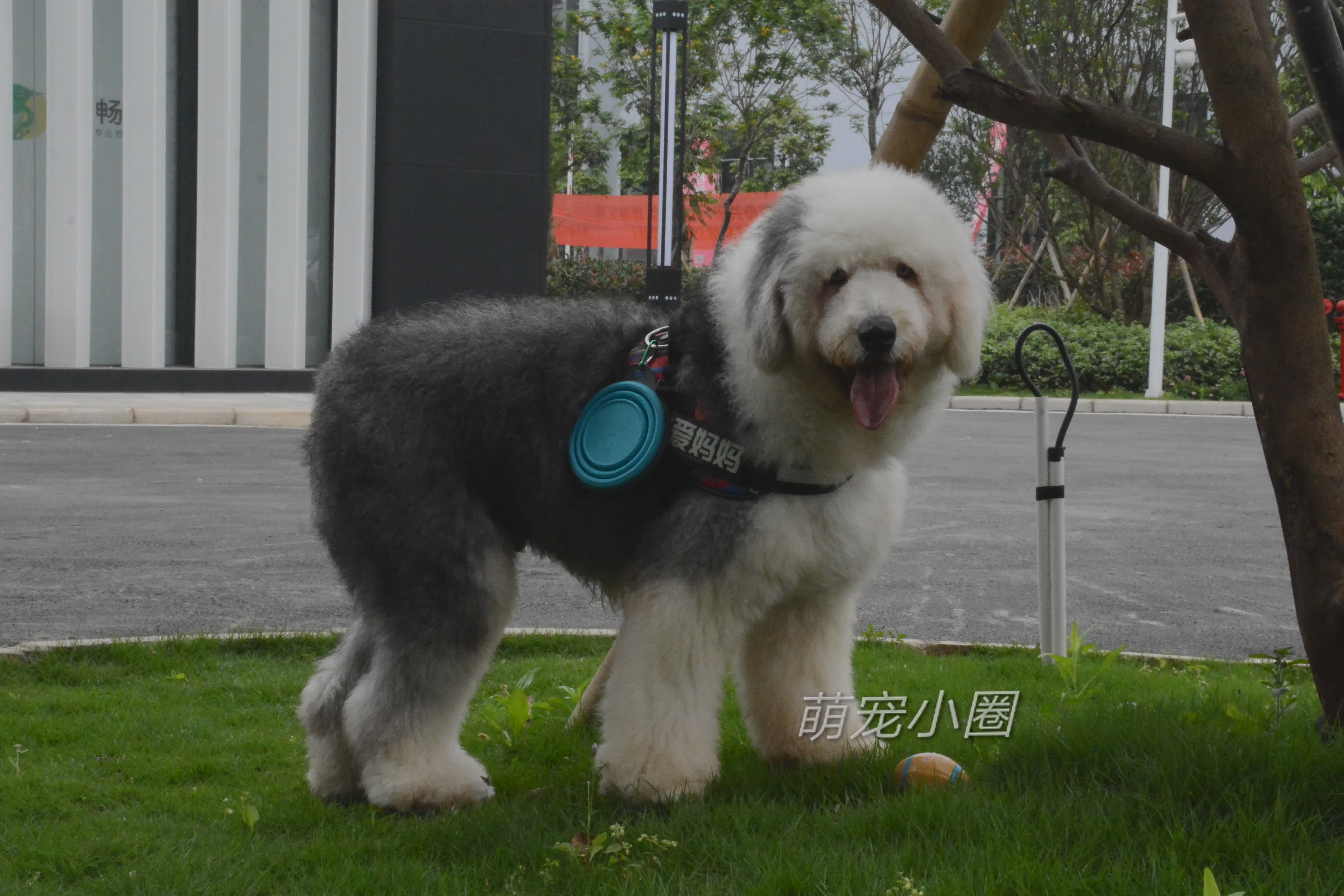 狗摇尾巴时，很多人就以为是开心，宠物专家告诉你，其实另有含义