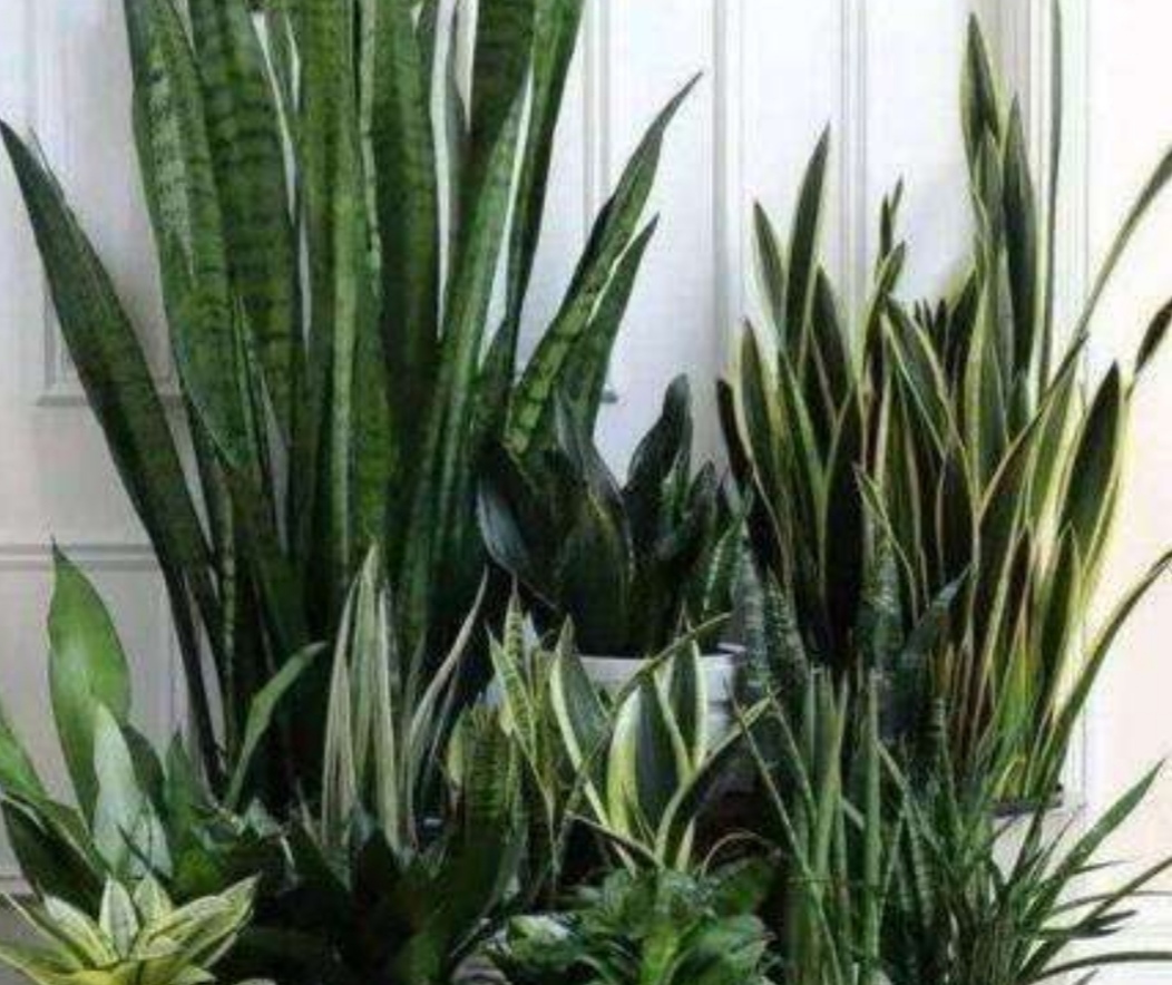 虎皮兰养护方法和注意事项,虎皮兰养护的正确方法