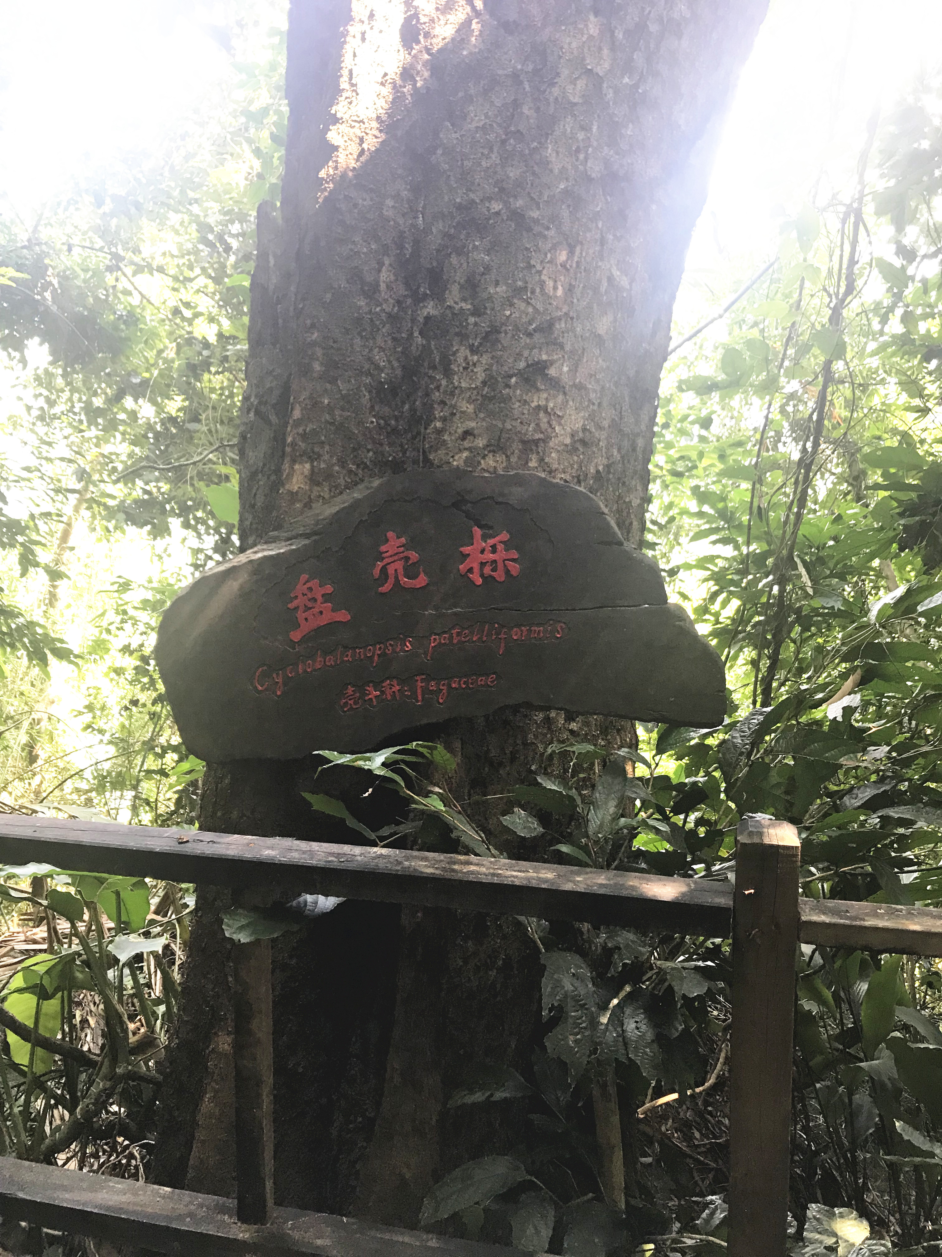 1500年的“母生”藏于此，这里集海南珍稀名木，神奇霸王岭