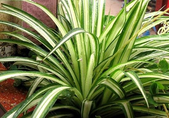 金边吊兰长枝怎么修剪,家里养的金边吊兰金边没了怎么办