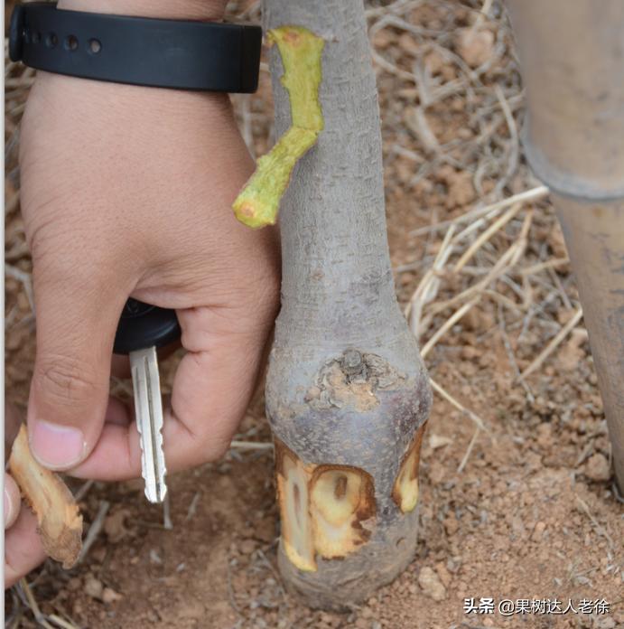苹果矮化栽培管理,苹果矮化栽培的原理