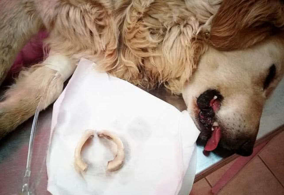 关于狗狗的九大谣言,关于狗狗的十个谣言你误信了几个