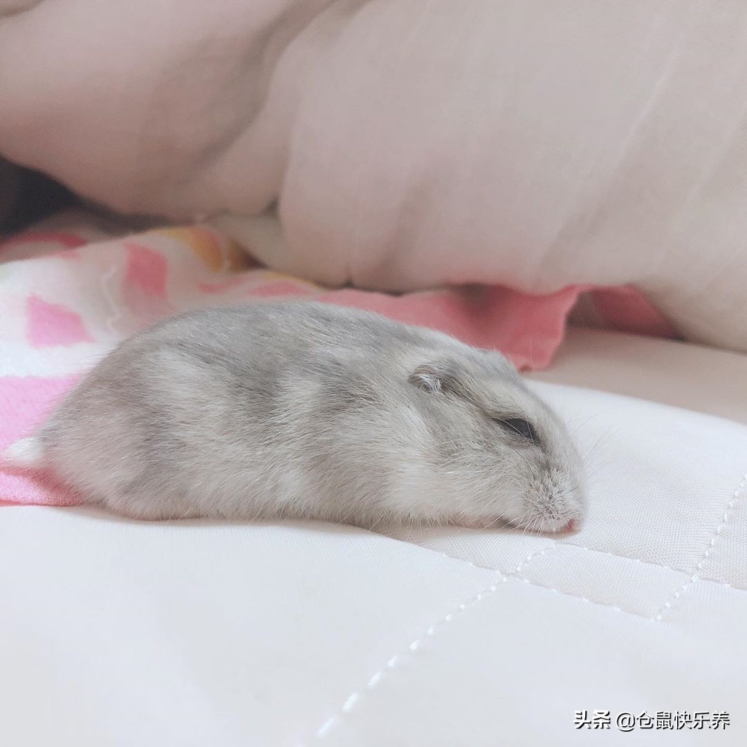 仓鼠瞌睡,仓鼠瞌睡掉洞里