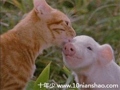 猫咪被陌生的狗舔了什么感受,被猫咪舔手指头是什么感觉