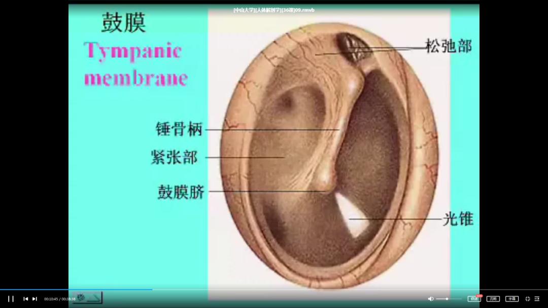 资源分享|这份对解剖学专业很有帮助的中山大学人体解剖学视频