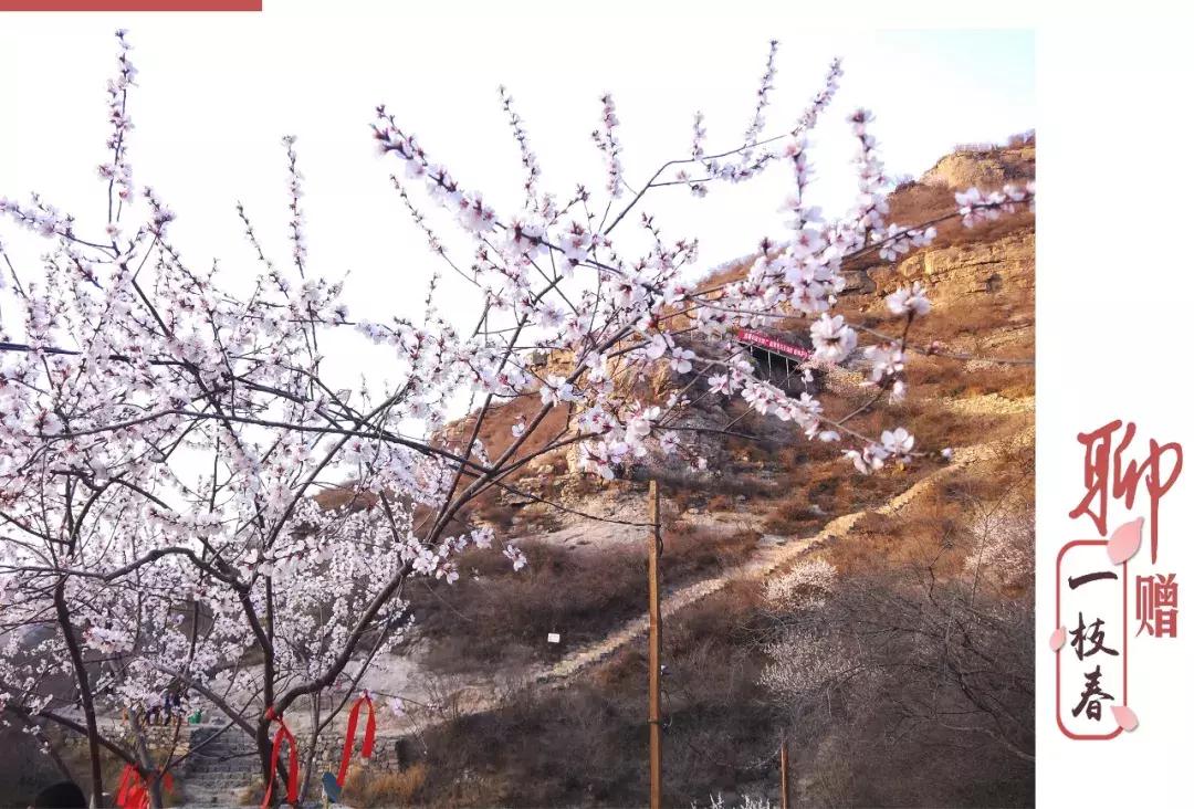 黄河桃花朵朵开,黄河大梯子崖上的风景