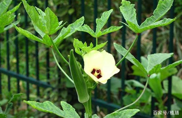 洋葱号称蔬菜皇后,蔬菜皇后是什么蔬菜