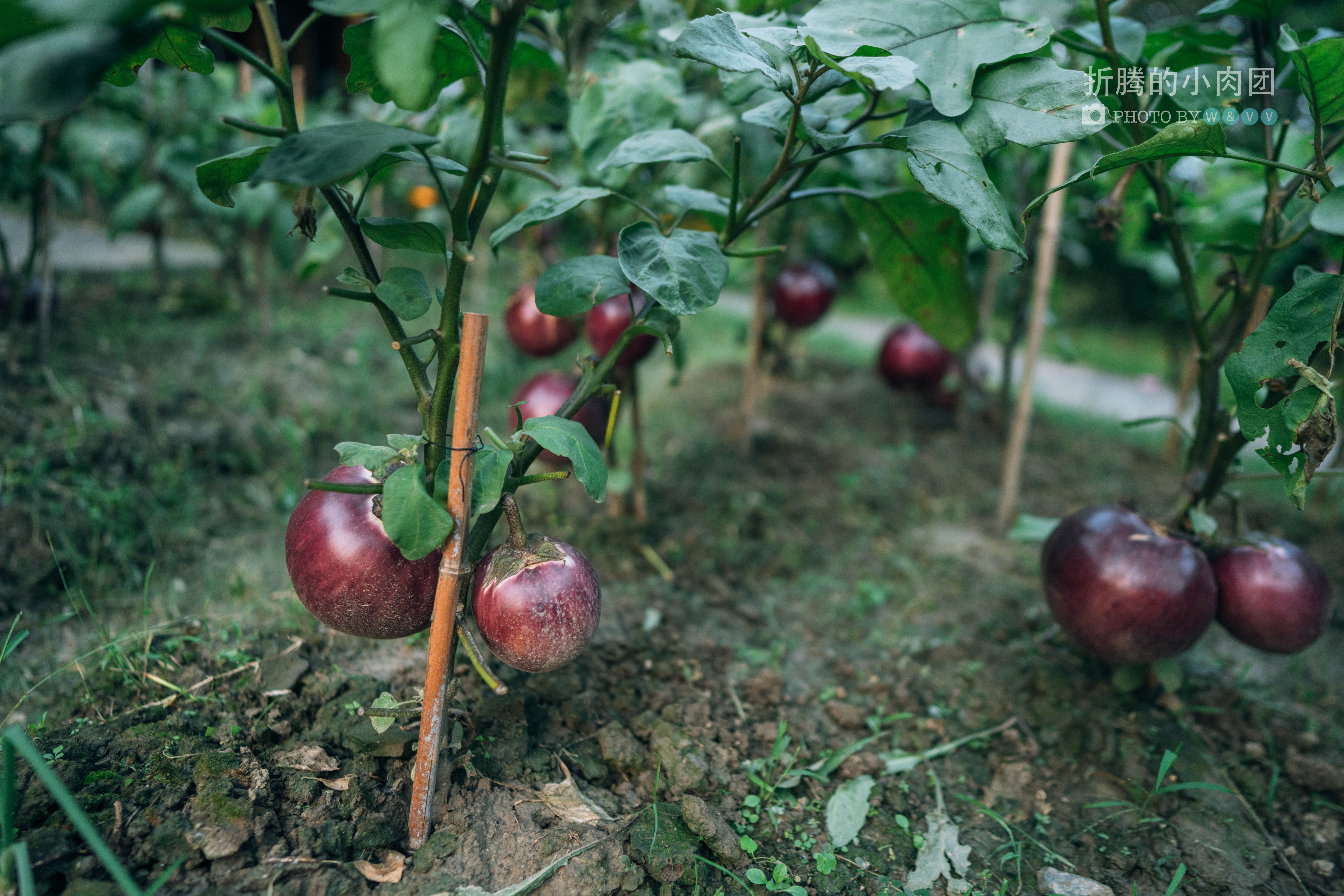 乌村亲子游全攻略,乌村亲子游攻略