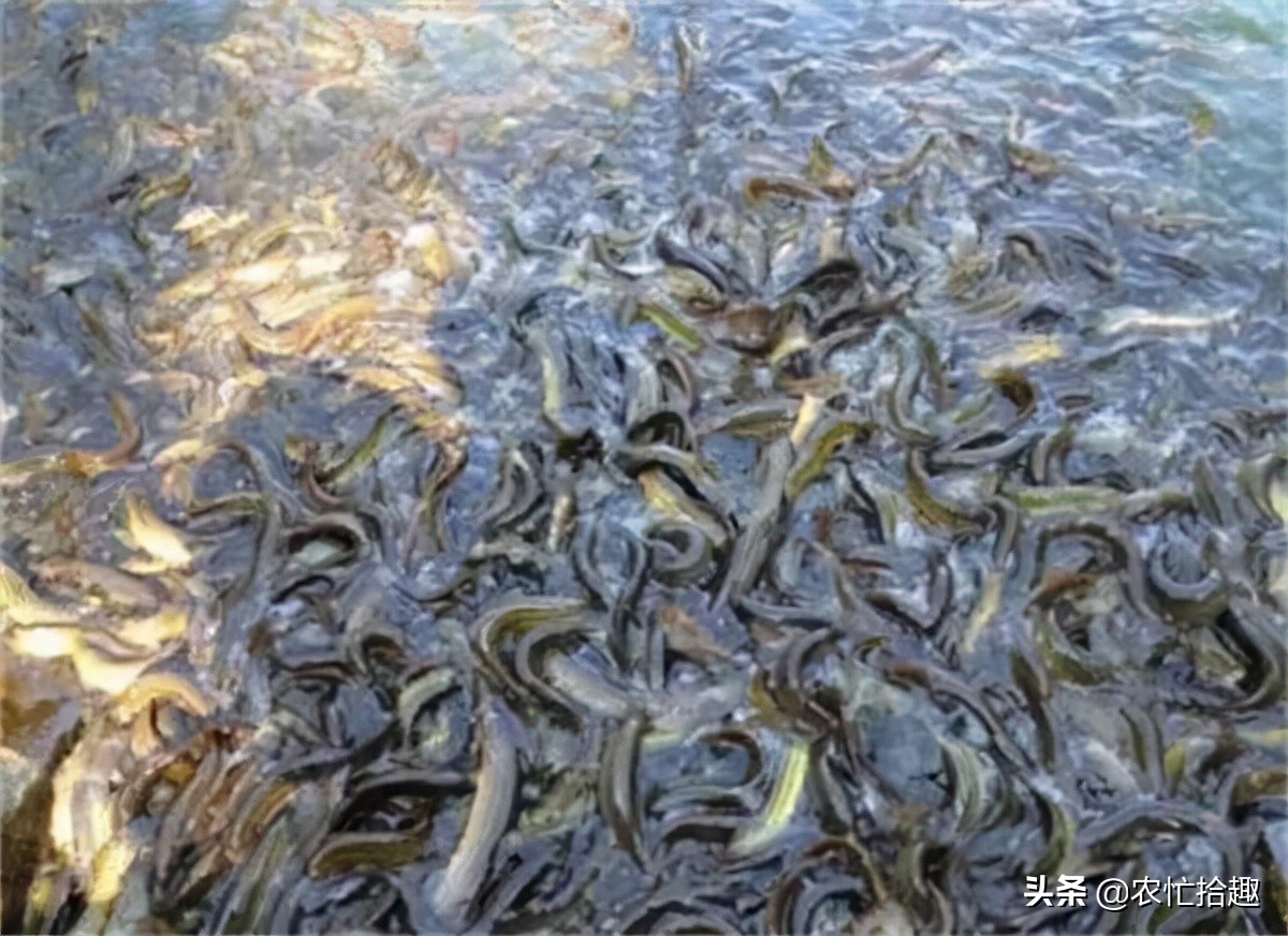 6月一斤12元，很多养殖户投入，如今价格腰斩已亏本，悔不当初