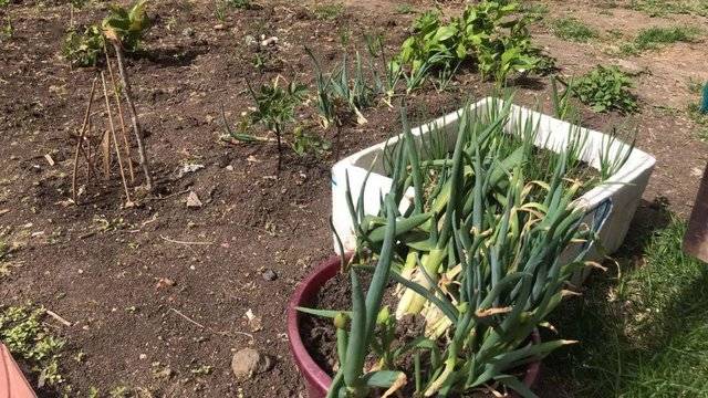 涓存矀鍏板北涓鲸闃冲厜璞涵鍥涘涓ゅ巺,鍏板北涓鲸闃冲厜璞涵