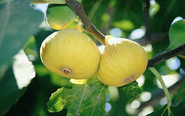 无花果可以种在院子里吗,无花果可以种在有棚的院子里吗