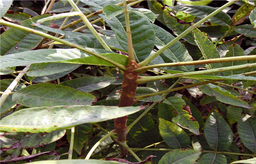 露地四季红油香椿种植技术及前景,香椿种植高产技术很全面建议收藏