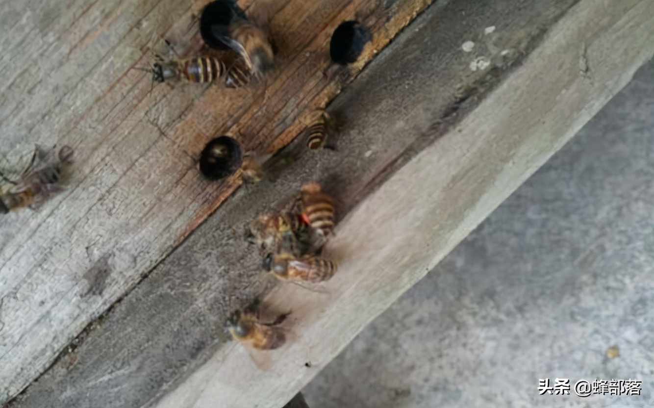 蜂箱有守卫蜂好吗,蜂群没有守卫蜂