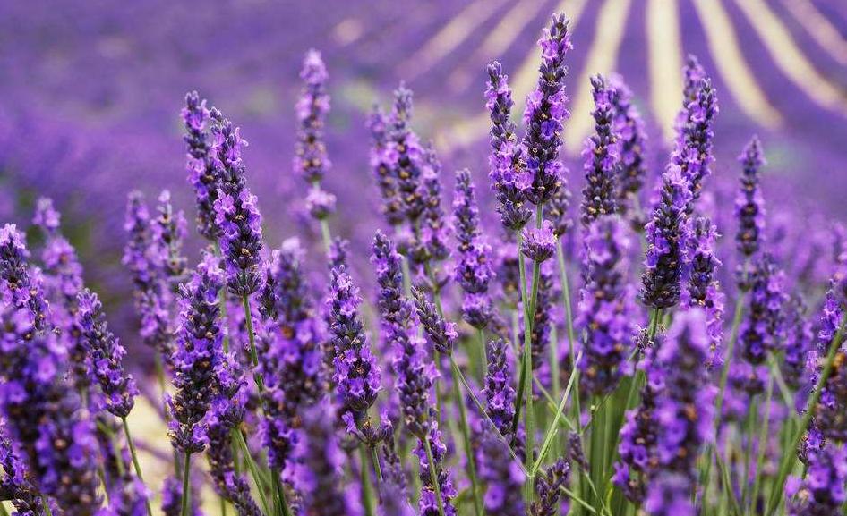 全球最美十种花,世界公认的九大最美花