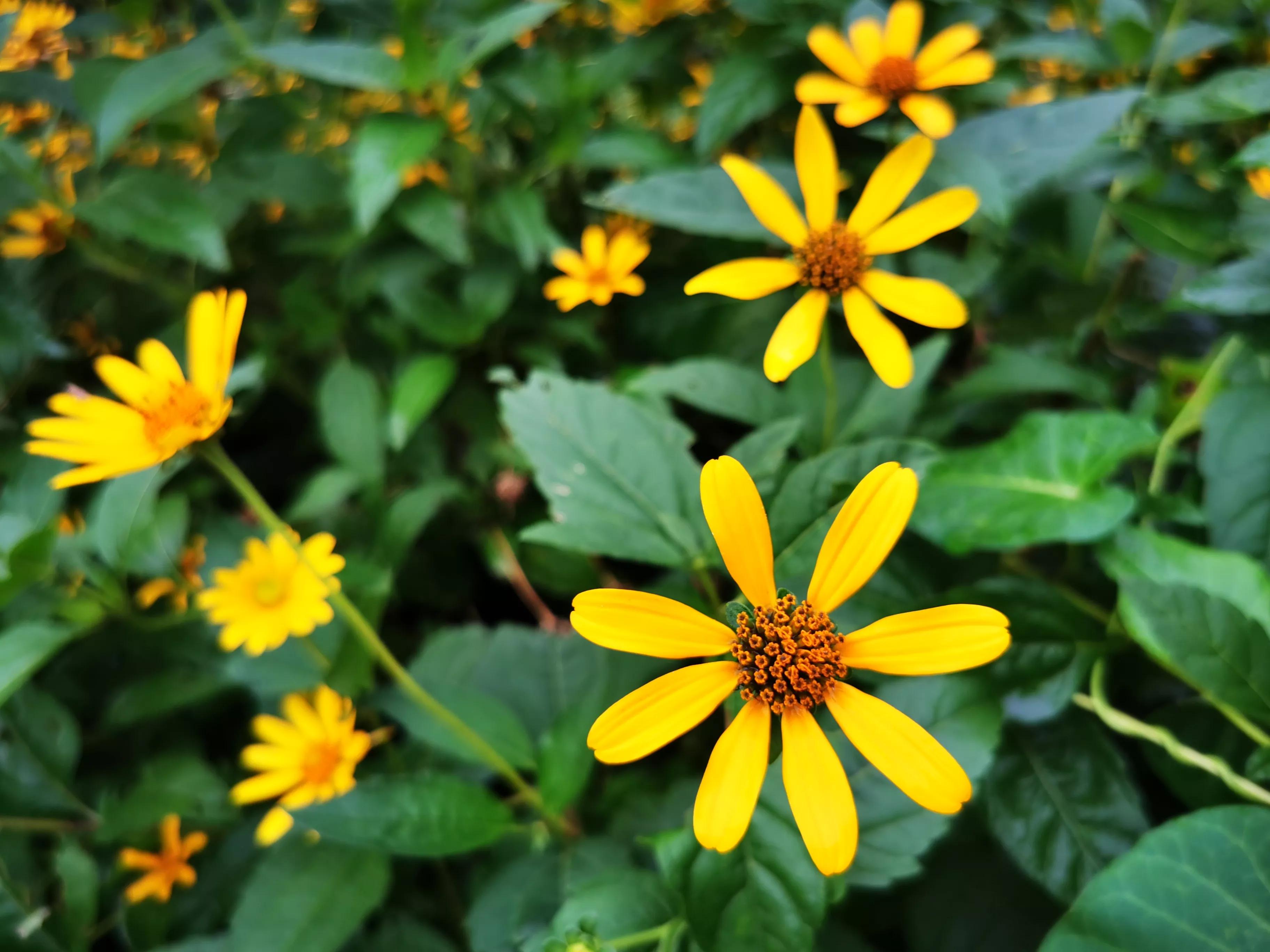 自强自立自尊自爱自信自律顺序,如何成为一个自信自爱的人