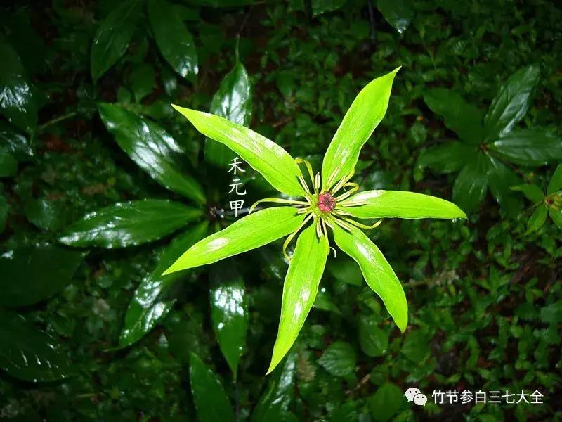 冷背药材大全及价格,冷背药材有多少种