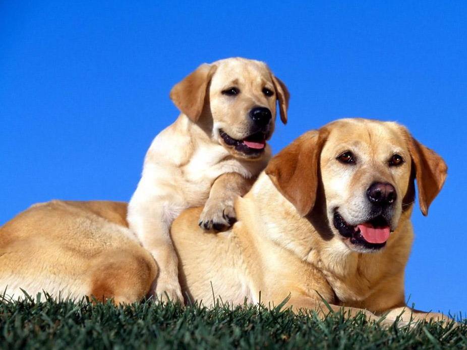 长毛长耳朵宠物狗是什么品种,有点像金毛的小型宠物狗品种