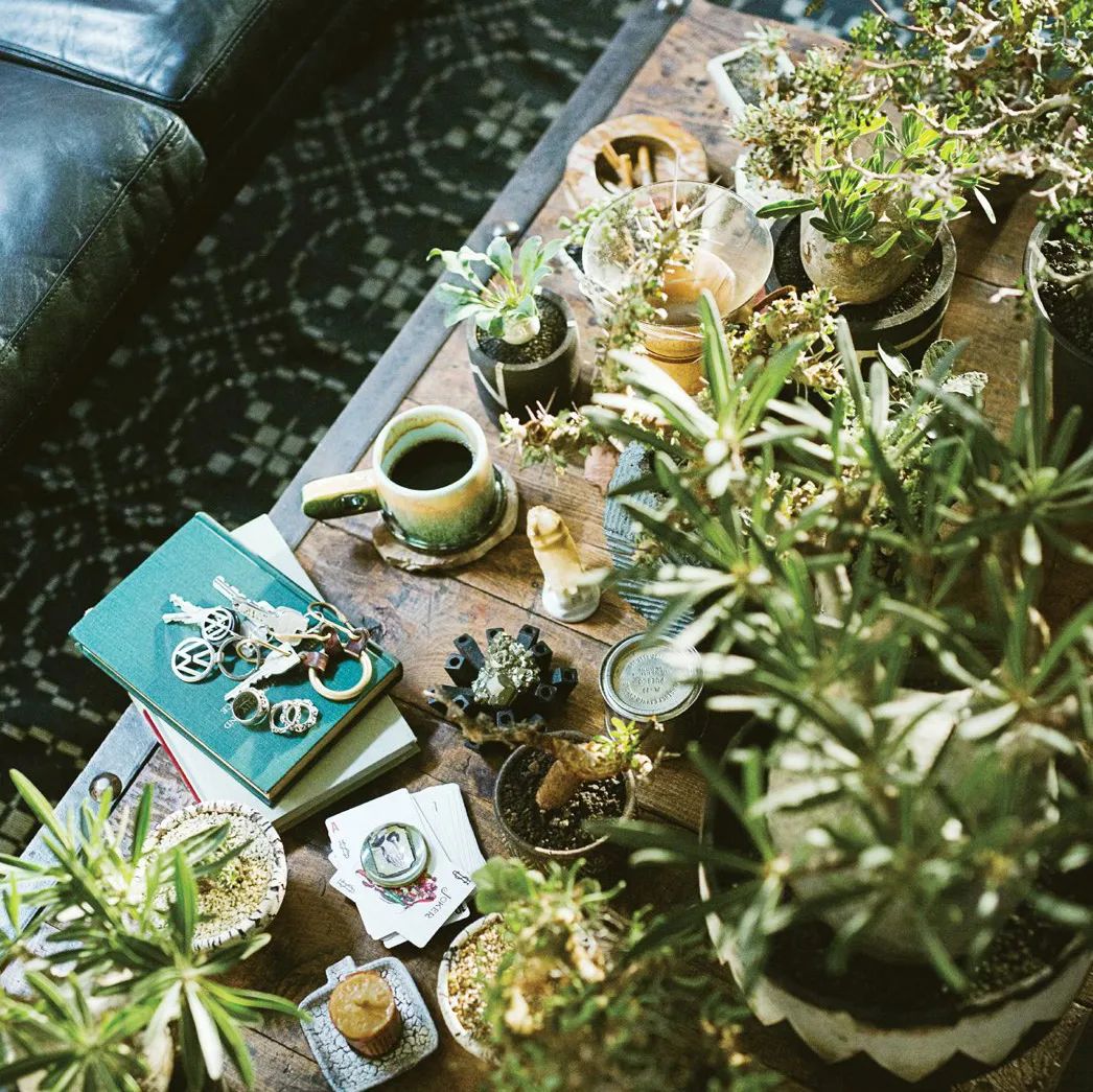 金盆洗手吧，植物杀手们