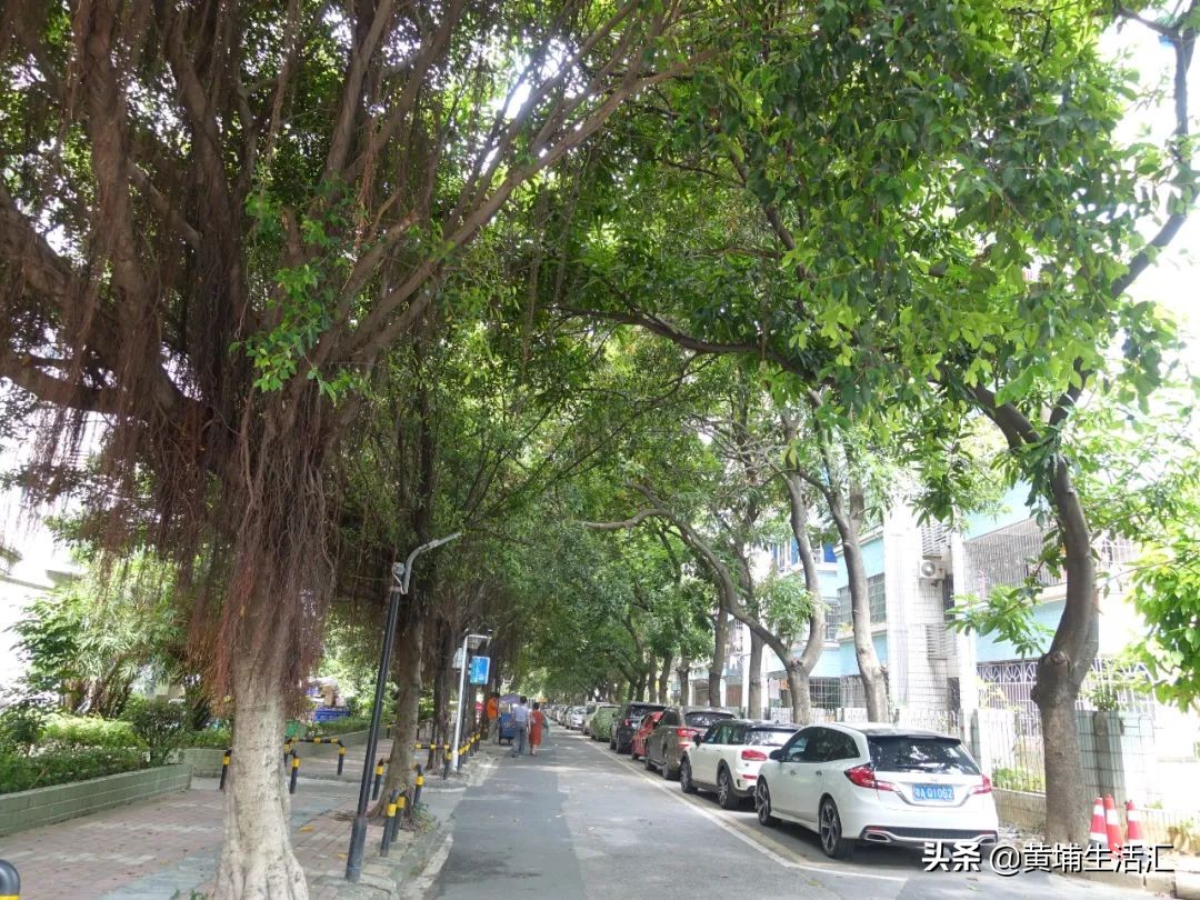 黄埔区怡园小学对应小区,广州黄埔怡园小学有什么楼盘