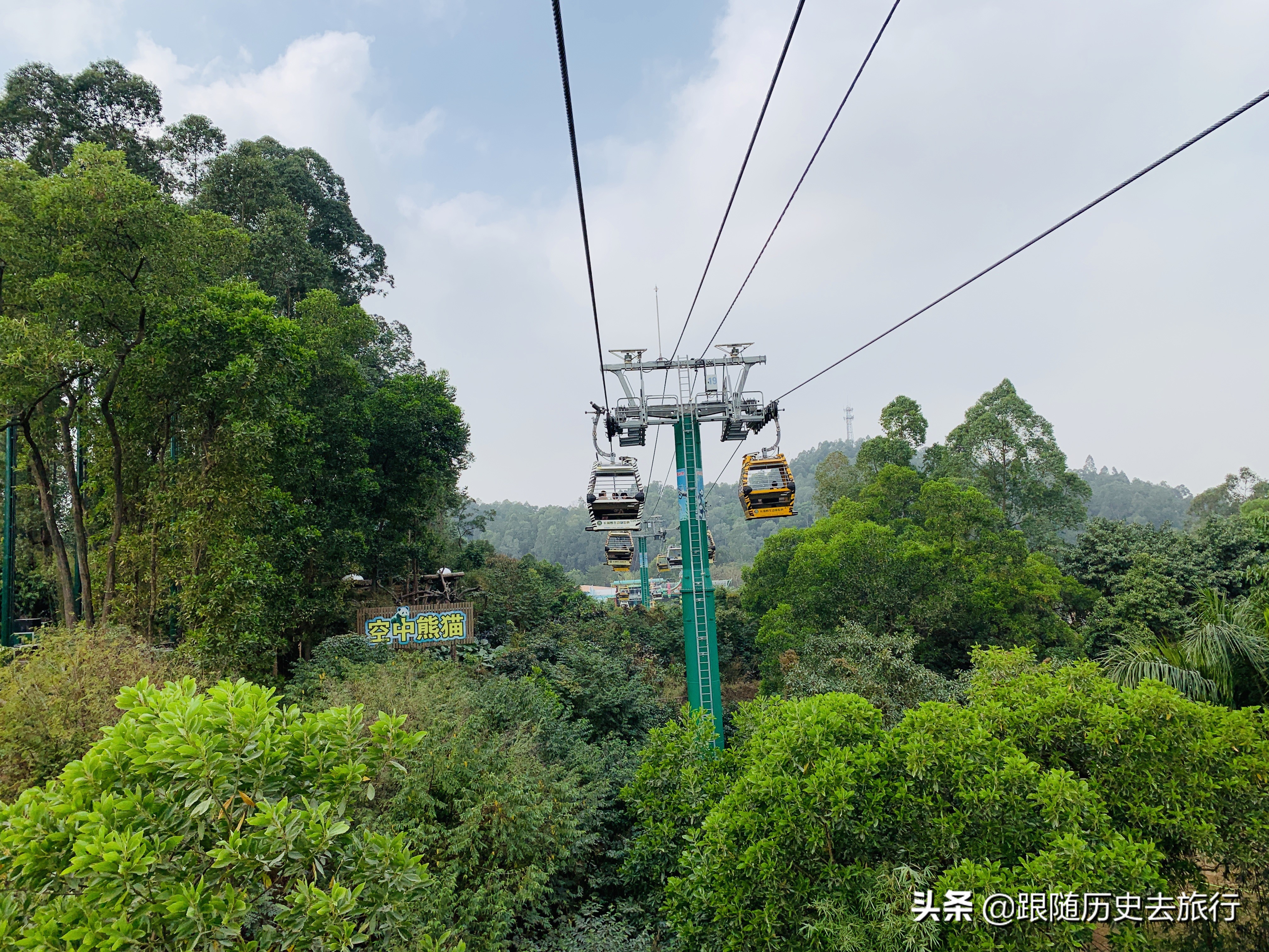 广州长隆水动物世界看大熊猫攻略,广州长隆动物园里的熊猫萌萌