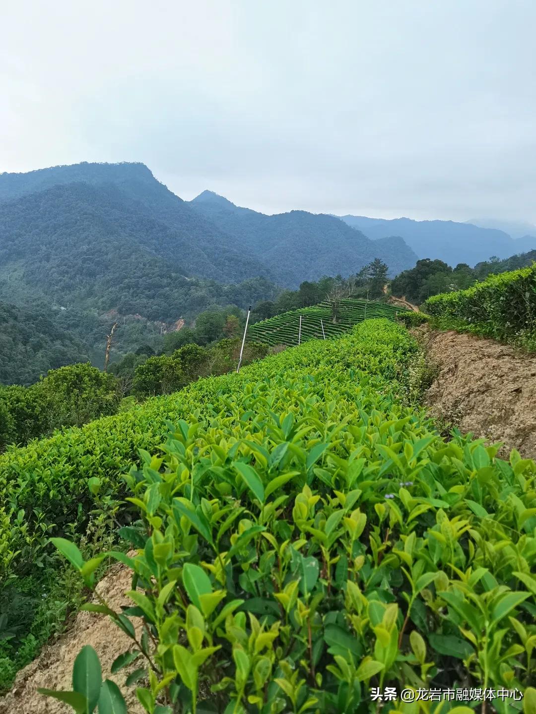 厉害了!这群人让水仙茶香飘四海