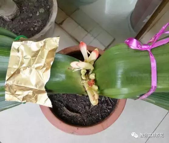 君子兰保命方法,君子兰神奇之处