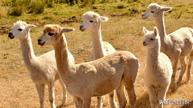 excuseme,excuseme翻译中文