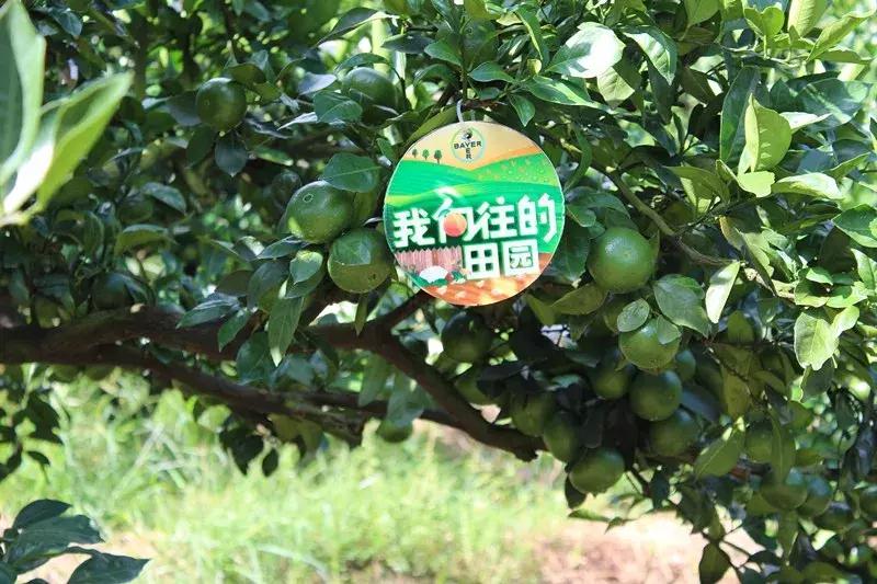 特早蜜桔果园,宜昌现在特早蜜桔行情