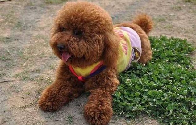 养狗狗好物分享,泰迪养狗入门必备攻略