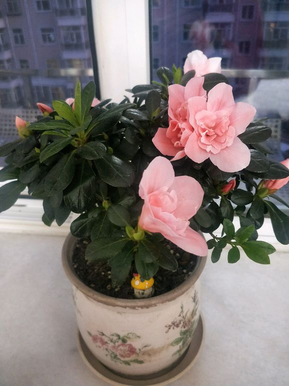 杜鹃花叶子发黄有斑点怎么办,杜鹃花叶子发黄有黑斑点怎么办