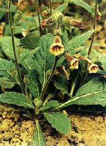 地黄为什么持续上涨,鲜地黄会发芽吗