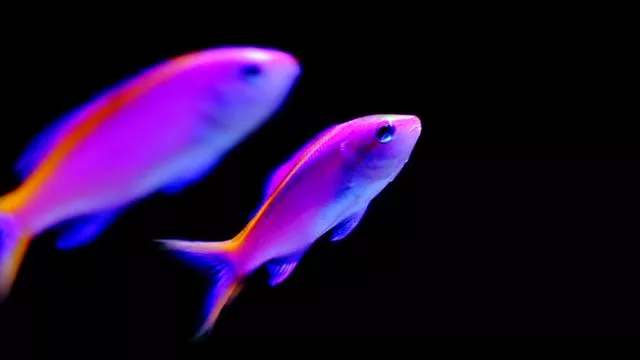 人见人爱观赏鱼,人见人爱的观赏鱼