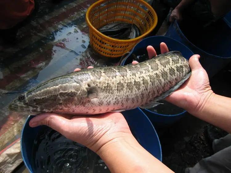 鱼白肝最好的治疗方法,生鱼肝治什么病最好