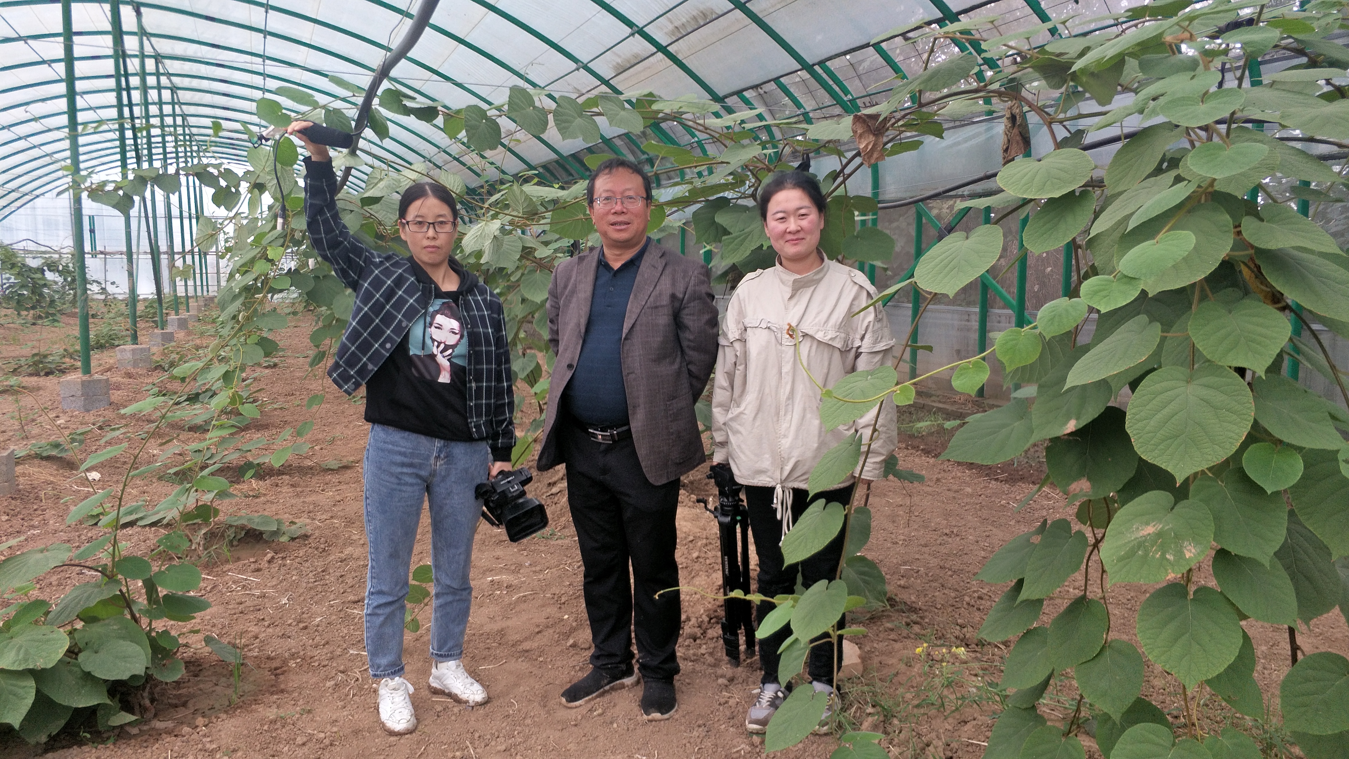 杨凌力丰种植专业合作社猕猴桃,一斤猕猴桃的利润