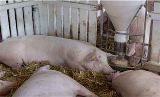 母猪有流产前兆怎么保胎,母猪有流产现象用什么药物防流产