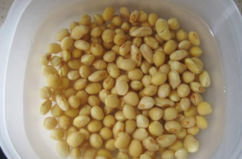 养花黄豆肥怎么做不臭,家里用黄豆怎样自制养花营养肥